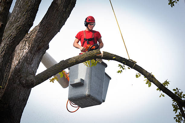 Best Professional Tree Care  in Seagraves, TX